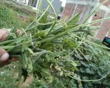 Foto langkah ke 1 dari resep Sayur Bening Pucuk Tanaman Labu.