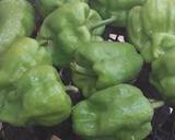 Grilled green pepper recipe step 1 photo
