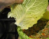 A picture of step 11 of Stuffed whole cabbage.