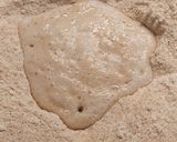 Foto del paso 3 de la receta: Pancitos integrales