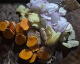 Foto langkah ke 1 dari resep Soto Kikil.