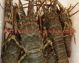 Foto langkah ke 1 dari resep Lobster saus pedas manis.
