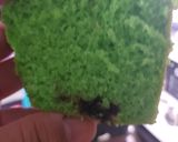 Foto langkah ke 16 dari resep Bolu Pandan Ceres.