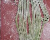 Foto del paso 4 de la receta: Tallarines caseros de espinaca 🍝👩‍🍳👨‍🍳