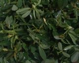 A picture of step 1 of Methi -palak ka Mix Thepla.