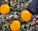 Foto del paso 5 de la receta: Albóndigas ibéricas de grelos