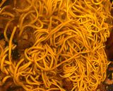A picture of step 7 of Pancit Canton.