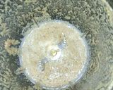 A picture of step 5 of Nepalese Potatoes.