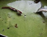 A picture of step 5 of Palak kadhi.