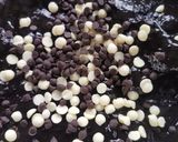 Gambar langkah 5 resipi Muffin Coklat Olimpik (Cara Ku).