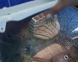 Foto langkah ke 4 dari resep Ikan Kukus Kecombrang.
