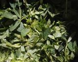 A picture of step 1 of Methi Onion Rayata.