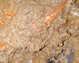 நண்டு கிரேவி (Nandu gravy recipe in tamil) ரெசிபி ஸ்டேப் 4 புகைப்படம்