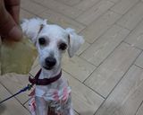 Foto del paso 2 de la receta: Perro vs yogurt