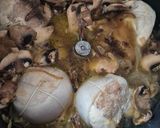 Une image de l'étape 1 de Paupiettes de poulet à la sauce crème et champignons – Cookeo Infinity (4 personnes).