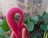 Foto langkah ke 5 dari resep Lapis rainbow 🌺.