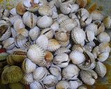 Foto langkah ke 3 dari resep Kerang Dara Saus Padang.
