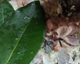 Foto langkah ke 1 dari resep Sayur bening campur sari.