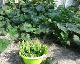 Foto langkah ke 5 dari resep Gulai putih pucuk labu & baby labu 😋.