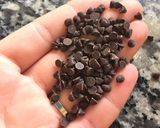 Foto del paso 5 de la receta: Galletas de avena con chips de chocolate