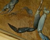 Foto del paso 2 de la receta: Paella de cangrejo azul y potón