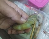 Foto langkah ke 1 dari resep Udang Goreng Tepung.