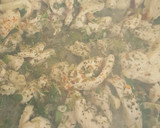 Foto del paso 3 de la receta: Pollo a la mostaza con fideos, fácil, rápido, económico y rico!!