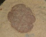 Foto del paso 5 de la receta: Hamburguesas caseras o milanesas de carne picada