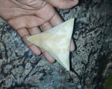 A picture of step 6 of Samosa.