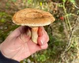 Foto del paso 2 de la receta: Ceviche de Lactarius deliciosus (Níscalos)