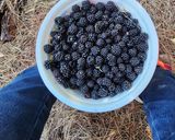 Foto del paso 1 de la receta: Mermelada de Mora