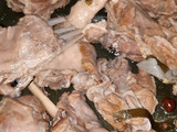 كبسة لحم للولائم 😋 بطريقة سهلة ومبسطة