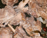 صورة لخطوة 3 من وصفة كبسة لحم للولائم 😋 بطريقة سهلة ومبسطة