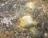 Foto del paso 3 de la receta: Galets con Gírgoles y crema de foie-gras