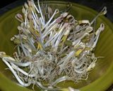 Foto langkah ke 6 dari resep 22. Taoge/kecambah homemade.