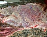 Foto del paso 2 de la receta: Matambre FÁCIL