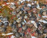 A picture of step 7 of Paella Loredana.