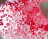 Foto langkah ke 2 dari resep Puding mutiara.