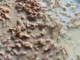Nidos con carne