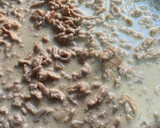 Foto del paso 3 de la receta: Nidos con carne