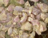 Foto langkah ke 2 dari resep Indian Butter Chicken Curry.