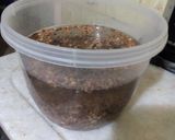 Foto del paso 1 de la receta: Guiso de lentejas