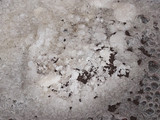 Leche Asada