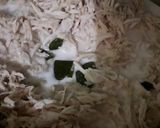 Foto langkah ke 4 dari resep 34# Lemper Isi Ayam.