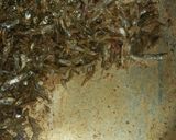 A picture of step 5 of Crunchy Fried Omena #4WkChallenge.