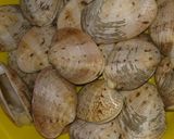 Hình bước làm 1 của món Sò lụa hấp sả lá quế