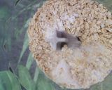 Foto del paso 2 de la receta: Panqueques de banana y avena