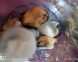 Foto del paso 6 de la receta: Calamares rellenos con salsa de langostinos