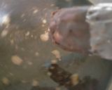 Foto langkah ke 14 dari resep Pempek tanpa Ikan lembut (Pempak Dos).