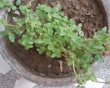 A picture of step 1 of Pudina chutney.